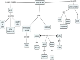 The Concept Map you are trying to access has information related to: Sentido de tacto, krause para el frio, Sentido del tacto su organo principal es La piel, Sentido del tacto posee terminaciones nerviosa, Sentido del tacto posee corpusculo, meissner para el tacto, corpusculo como krause, Sentido del tacto nos permite Centir cualidades, corpusculo como meissner, La piel nos permite soportar calor, corpusculo como ruffini                                                                   