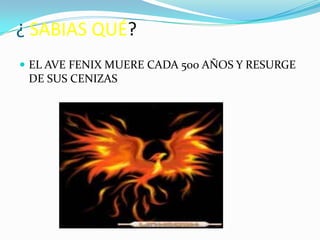 ¿ SABIAS QUÉ?
 EL AVE FENIX MUERE CADA 500 AÑOS Y RESURGE
 DE SUS CENIZAS
 