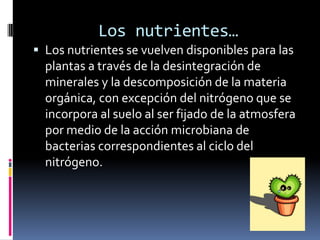 Los nutrientes…
 Los nutrientes se vuelven disponibles para las
plantas a través de la desintegración de
minerales y la descomposición de la materia
orgánica, con excepción del nitrógeno que se
incorpora al suelo al ser fijado de la atmosfera
por medio de la acción microbiana de
bacterias correspondientes al ciclo del
nitrógeno.
 