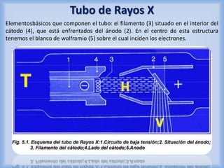 Tubo de Rayos X 
Elementosbásicos que componen el tubo: el filamento (3) situado en el interior del 
cátodo (4), que está enfrentados del ánodo (2). En el centro de esta estructura 
tenemos el blanco de wolframio (5) sobre el cual inciden los electrones. 
 