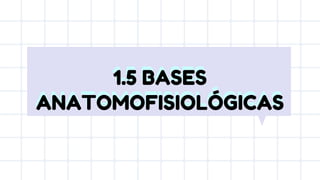 1.5 BASES
ANATOMOFISIOLÓGICAS
1.5 BASES
ANATOMOFISIOLÓGICAS
 