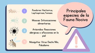 Roedores: Hantavirus,
Leptospirosis,Teniasis
1
2
3
4
Principales
especies de la
Fauna Nociva
Arácnidos: Reacciones
alérgicas o afecciones en la
piel
Moscas: Intoxicaciones
alimentarias
Mosquitos: Virus Oeste Nilo,
Paludismo
 