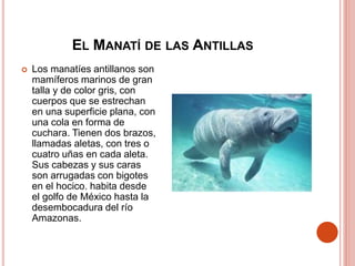 EL MANATÍ DE LAS ANTILLAS
 Los manatíes antillanos son
mamíferos marinos de gran
talla y de color gris, con
cuerpos que se estrechan
en una superficie plana, con
una cola en forma de
cuchara. Tienen dos brazos,
llamadas aletas, con tres o
cuatro uñas en cada aleta.
Sus cabezas y sus caras
son arrugadas con bigotes
en el hocico. habita desde
el golfo de México hasta la
desembocadura del río
Amazonas.
 