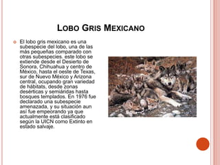 LOBO GRIS MEXICANO
 El lobo gris mexicano es una
subespecie del lobo, una de las
más pequeñas comparado con
otras subespecies. este lobo se
extiende desde el Desierto de
Sonora, Chihuahua y centro de
México, hasta el oeste de Texas,
sur de Nuevo México y Arizona
central, ocupando gran variedad
de hábitats, desde zonas
desérticas y semiáridas hasta
bosques templados. En 1976 fue
declarado una subespecie
amenazada, y su situación aun
así fue empeorando ya que
actualmente está clasificado
según la UICN como Extinto en
estado salvaje.
 