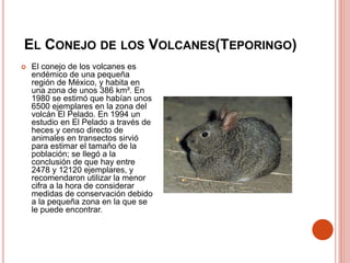 EL CONEJO DE LOS VOLCANES(TEPORINGO)
 El conejo de los volcanes es
endémico de una pequeña
región de México, y habita en
una zona de unos 386 km². En
1980 se estimó que habían unos
6500 ejemplares en la zona del
volcán El Pelado. En 1994 un
estudio en El Pelado a través de
heces y censo directo de
animales en transectos sirvió
para estimar el tamaño de la
población; se llegó a la
conclusión de que hay entre
2478 y 12120 ejemplares, y
recomendaron utilizar la menor
cifra a la hora de considerar
medidas de conservación debido
a la pequeña zona en la que se
le puede encontrar.
 