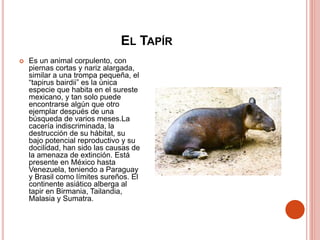 EL TAPÍR
 Es un animal corpulento, con
piernas cortas y nariz alargada,
similar a una trompa pequeña, el
“tapirus bairdii” es la única
especie que habita en el sureste
mexicano, y tan solo puede
encontrarse algún que otro
ejemplar después de una
búsqueda de varios meses.La
cacería indiscriminada, la
destrucción de su hábitat, su
bajo potencial reproductivo y su
docilidad, han sido las causas de
la amenaza de extinción. Está
presente en México hasta
Venezuela, teniendo a Paraguay
y Brasil como límites sureños. El
continente asiático alberga al
tapir en Birmania, Tailandia,
Malasia y Sumatra.
 