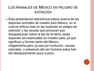 LOS ANIMALES DE MÉXICO EN PELIGRO DE
EXTINCIÓN
 Esta presentación electrónica tratara acerca de las
especies animales de nuestro país México, en el
cual se enfoca mas en las especies en peligro de
extinción y las causas que provocan que
desaparezcan sobre la faz de la tierra, estas
especies son esenciales en nuestro país, ya que
significan y forman parte del México
megadiverso,pero ya sea por evolución, causas
naturales, o presencia del ser humano estos han
ido desapareciendo poco a poco.
 