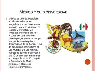 MÉXICO Y SU BIODIVERSIDAD
 México es uno de los países
en el mundo llamados
megadiversos por tener en su
territorio una gran variedad de
plantas y animales. Sin
embargo, muchas especies
propias del país están en
severo peligro de extinción, ya
sea por la caza ilegal o la
desaparición de su hábitat. El 4
de octubre se conmemora el
Día Mundial De Los Animal,
por eso te damos a conocer el
top 10 de animales mexicanos
en peligro de extinción, según
la Secretaría de Medio
Ambiente y Recursos
Naturales (Semarnat).
 