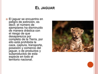 EL JAGUAR
 El jaguar se encuentra en
peligro de extinción, es
decir, el número de
ejemplares ha disminuido
de manera drástica con
el riesgo de que
desaparezca por
completo de la Tierra, por
ello está prohibida la
caza, captura, transporte,
posesión y comercio del
jaguar, o de productos y
subproductos de esta
especie en todo el
territorio nacional.
 