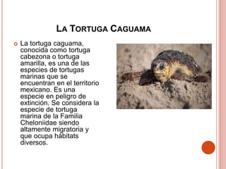 LA TORTUGA CAGUAMA
 La tortuga caguama,
conocida como tortuga
cabezona o tortuga
amarilla, es una de las
especies de tortugas
marinas que se
encuentran en el territorio
mexicano. Es una
especie en peligro de
extinción. Se considera la
especie de tortuga
marina de la Familia
Cheloniidae siendo
altamente migratoria y
que ocupa hábitats
diversos.
 