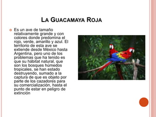 LA GUACAMAYA ROJA
 Es un ave de tamaño
relativamente grande y con
colores donde predomina el
rojo, verde, amarillo y azul. El
territorio de esta ave se
extiende desde México hasta
Argentina, pero uno de los
problemas que ha tenido es
que su hábitat natural, que
son los bosques húmedos
tropicales, se han estado
destruyendo, sumado a la
captura de que es objeto por
parte de los cazadores para
su comercialización, hasta el
punto de estar en peligro de
extinción
 