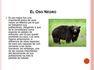EL OSO NEGRO
 El oso negro fue una
importante pieza de caza
mayor en México por lo que
se redujeron sus
poblaciones, obligando a que
se le considerara como
especie en peligro de
extinción, por lo que quedó
prohibida su caza. Los osos
negros americanos, a
diferencia de otras especies
de osos son capaces de vivir
cercanos a los seres
humanos; sin embargo, una
de las causas importantes
del decremento en sus
poblaciones ha sido la
pérdida de hábitat.
 