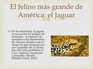 
El felino más grande de
América: el Jaguar
 En la actualidad, el jaguar
se encuentra en peligro de
extinción, el número de
ejemplares ha disminuido
de manera drástica con el
riesgo de que desaparezca
por completo de la Tierra,
por ello está prohibida la
caza, captura, transporte
y posesión (World
Wildlife Fund, 2013)
 