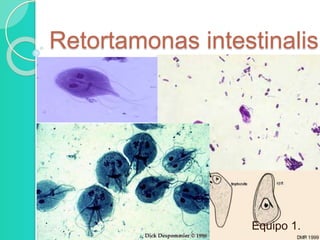 Retortamonas intestinalis 
Equipo 1. 
 