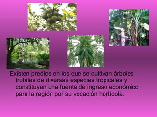 Existen predios en los que se cultivan árboles frutales de diversas especies tropicales y constituyen una fuente de ingreso económico para la región por su vocación hortícola.  