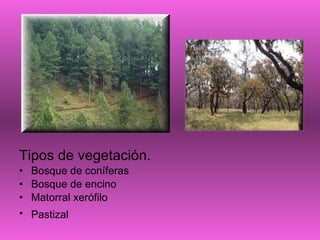 Tipos de vegetación. Bosque de coníferas  Bosque de encino  Matorral xerófilo  Pastizal   