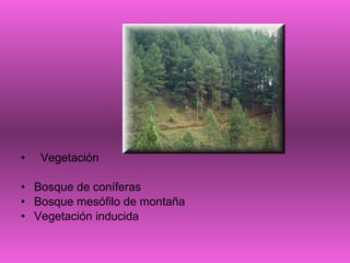 Vegetación  Bosque de coníferas  Bosque mesófilo de montaña  Vegetación inducida  