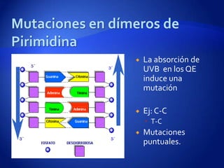    La absorción de
    UVB en los QE
    induce una
    mutación

   Ej: C-C
     T-C
   Mutaciones
    puntuales.
 