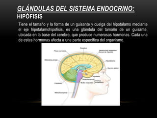 GLÁNDULAS DEL SISTEMA ENDOCRINO:
HIPÓFISIS
Tiene el tamaño y la forma de un guisante y cuelga del hipotálamo mediante
el eje hipotalamohipofisis, es una glándula del tamaño de un guisante,
ubicada en la base del cerebro, que produce numerosas hormonas. Cada una
de estas hormonas afecta a una parte específica del organismo.
 