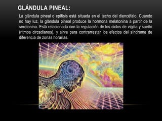 GLÁNDULA PINEAL:
La glándula pineal o epífisis está situada en el techo del diencéfalo. Cuando
no hay luz, la glándula pineal produce la hormona melatonina a partir de la
serotonina. Está relacionada con la regulación de los ciclos de vigilia y sueño
(ritmos circadianos), y sirve para contrarrestar los efectos del síndrome de
diferencia de zonas horarias.
 