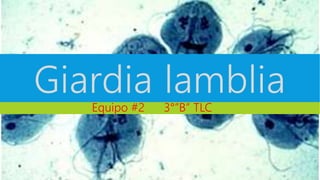 Giardia lamblia 
Equipo #2 3°”B” TLC 
 