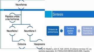 Arthur C. Guyton y John E. Hall. (2016). El sistema nervioso: B. Los
sentidos especiales. En FISIOLOGÍA MÉDICA(635-688). España:
 