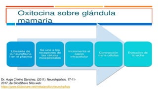 Dr. Hugo Chirino Sánchez. (2011). Neurohipófisis. 17-11-
2017, de SlideShare Sitio web:
https://www.slideshare.net/metalandfun/neurohipfisis
 