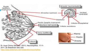 Dr. Hugo Chirino Sánchez. (2011). Neurohipófisis. 17-11-
2017, de SlideShare Sitio web:
https://www.slideshare.net/metalandfun/neurohipfisis
 