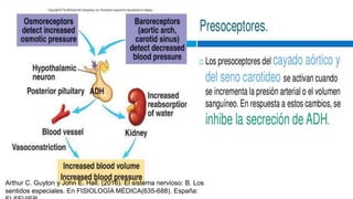 Arthur C. Guyton y John E. Hall. (2016). El sistema nervioso: B. Los
sentidos especiales. En FISIOLOGÍA MÉDICA(635-688). España:
 