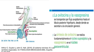 Arthur C. Guyton y John E. Hall. (2016). El sistema nervioso: B. Los
sentidos especiales. En FISIOLOGÍA MÉDICA(635-688). España:
 
