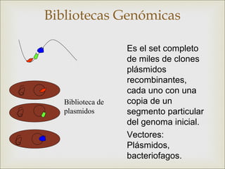 Bibliotecas Genómicas

                   Es el set completo
                   de miles de clones
                   plásmidos
                   recombinantes,
                   cada uno con una
   Biblioteca de   copia de un
   plasmidos       segmento particular
                   del genoma inicial.
                   Vectores:
                   Plásmidos,
                   bacteriofagos.
 