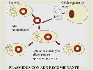 Bacteria                                  Célula con gen de
                                          interés.




  ADN
  recombinante




                 Células se clonan y se
                 eligen para su
                 aplicación posterior.


PLASMIDOS CON ADN RECOMBINANTE
 