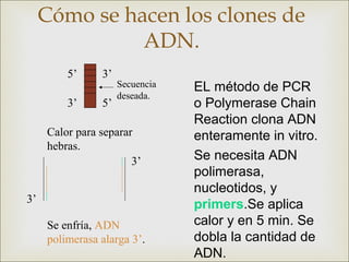 Cómo se hacen los clones de
               ADN.
         5’     3’
                     Secuencia   EL método de PCR
                     deseada.
         3’     5’               o Polymerase Chain
                                 Reaction clona ADN
     Calor para separar          enteramente in vitro.
     hebras.
                       3’        Se necesita ADN
                                 polimerasa,
                                 nucleotidos, y
3’
                                 primers.Se aplica
     Se enfría, ADN              calor y en 5 min. Se
     polimerasa alarga 3’.       dobla la cantidad de
                                 ADN.
 