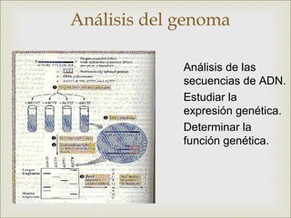 Análisis del genoma

             Análisis de las
             secuencias de ADN.
             Estudiar la
             expresión genética.
             Determinar la
             función genética.
 