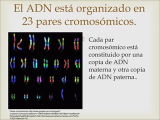 El ADN está organizado en
     23 pares cromosómicos.
                                                                         Cada par
                                                                          cromosómico está
                                                                          constituido por una
                                                                          copia de ADN
                                                                          materna y otra copia
                                                                          de ADN paterna..




Pares cromosómicos http://www.google.com.mx/imgres?
q=pares+cromosomicos&num=10&hl=es&biw=839&bih=627&tbm=isch&tbnid=
K2wds3pQ7qajKM:&imgrefurl=http://farmaceuticocatracho.herobo.com/%3Fp
%3D210&docid=1G-
 
