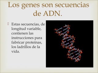 Los genes son secuencias
       de ADN.
 Estas secuencias, de
  longitud variable,
  contienen las
  instrucciones para
  fabricar proteínas,
  los ladrillos de la
  vida.
 