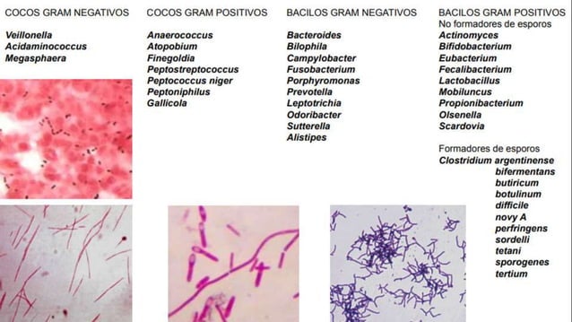 bacterias anaerobias y aerobias