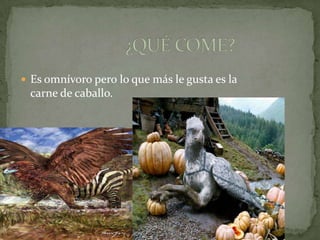  Es omnívoro pero lo que más le gusta es la
 carne de caballo.
 