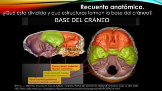 Recuento anatómico.
¿Qué esta dividida y que estructuras forman la base del cráneo?
Bravo, J., Hermes. Inzunza H. Oscar. (2005). Craneo. Portal de anatomia regional humana. Cap. 3. sitio web:
http://escuela.med.puc.cl/paginas/departamentos/anatomia/paginasweb/PORTADA.html
 