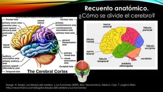 Recuento anatómico.
¿Cómo se divide el cerebro?
Morge N. Sergio. Los lóbulos del cerebro y sus funciones (2009). Rev. Neuromarca. México. Cap. 7. pagina Web:
http://neuromarca.com/blog/los-lobulos-del-cerebro-y-sus-funciones/
 