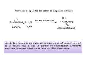 La epóxido-hidaratasa es una enzima que se encuentra en la fracción microsomal
de las células, lleva a cabo un proceso de destoxificación sumamente
importante, ya que desactiva intermediarios inestables muy reactivos.
 