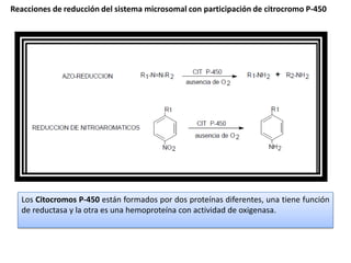 Reacciones de reducción del sistema microsomal con participación de citrocromo P-450




  Los Citocromos P-450 están formados por dos proteínas diferentes, una tiene función
  de reductasa y la otra es una hemoproteína con actividad de oxigenasa.
 