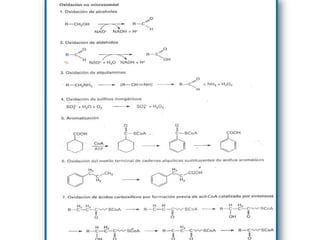 Equipo 4 biotransformacion de toxones