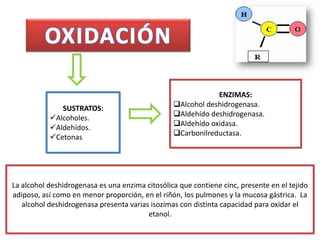 ENZIMAS:
                                                 Alcohol deshidrogenasa.
              SUSTRATOS:
                                                 Aldehído deshidrogenasa.
           Alcoholes.
                                                 Aldehído oxidasa.
           Aldehídos.
                                                 Carbonilreductasa.
           Cetonas




La alcohol deshidrogenasa es una enzima citosólica que contiene cinc, presente en el tejido
adiposo, así como en menor proporción, en el riñón, los pulmones y la mucosa gástrica. La
   alcohol deshidrogenasa presenta varias isozimas con distinta capacidad para oxidar el
                                         etanol.
 