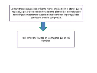 La deshidrogenasa gástrica presenta menor afinidad con el etanol que la
 hepática, a pesar de lo cual el metabolismo gástrico del alcohol puede
   revestir gran importancia especialmente cuando se ingiere grandes
                     cantidades de este compuesto.




           Posee menor actividad en las mujeres que en los
                              hombres
 