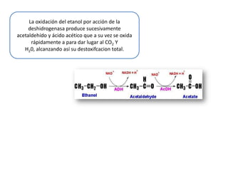 La oxidación del etanol por acción de la
     deshidrogenasa produce sucesivamente
acetaldehído y ácido acético que a su vez se oxida
      rápidamente a para dar lugar al CO2 Y
   H20, alcanzando así su destoxifcacion total.
 