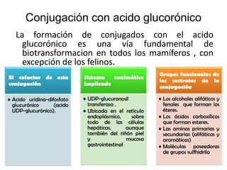 Conjugación con acido glucorónico
   La formación de conjugados con el acido
     glucorónico es una vía fundamental de
     biotransformacion en todos los mamíferos , con
     excepción de los felinos.
                                                         Grupos funcionales de
El cofactor de esta         Sistema   enzimático
                                                         los sustratos de la
conjugación                 implicado
                                                         conjugación

• Acido uridina-difosfato   • UDP-glucuronosil           • Los alcoholes alifáticos y
  glucurónico      (acido     transferasa .                fenoles que forman los
  UDP-glucurónico).         • Ubicada en el retículo       éteres.
                              endoplásmico,      sobre   • Los ácidos carboxílicos
                              todo de las células          que forman esteres.
                              hepáticas,       aunque    • Las aminas primarias y
                              también del riñón piel       secundarias (alifáticas y
                              y                mucosa      aromáticas)
                              gastrointestinal           • Moléculas poseedoras
                                                           de grupos sulfhidrilo
 