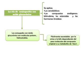 Se aplica:
La vía de conjugación con             •Los xenobióticos
    acido glucurónico                 •Los      compuestos     endógenos:
                                      bilirrubina, los esteroides  y las
                                      hormonas tiroideas




    Los conjugados con ácido
glucurónico son moléculas polares ,
                                             Fácilmente excretables por la
          hidrosolubles.
                                            orina o la bilis dependiendo del
                                             peso molecular del compuesto
                                           original o su metabolito de fase I.
 