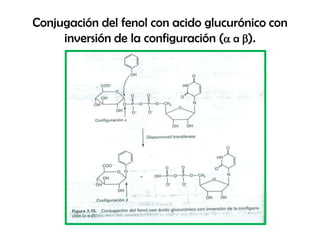 Conjugación del fenol con acido glucurónico con
     inversión de la configuración (a a b).
 