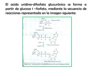 El acido uridina-difosfato glucurónico se forma a
partir de glucosa 1 –fosfato, mediante la secuencia de
reacciones representada en la imagen siguiente:
 